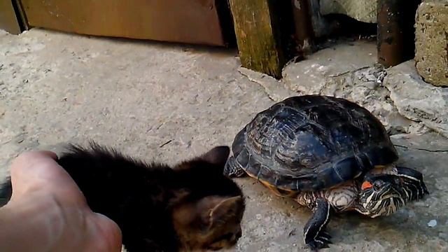 Кошка, котенок и черепаха. смотреть онлайн