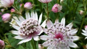 Астранция (Astrantia)