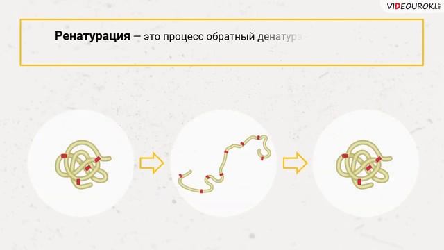 Видеоурок по биологии "Белки" смотреть онлайн