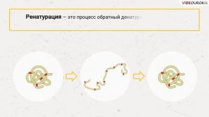 Видеоурок по биологии "Белки"