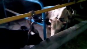 Быки Голштино-фриской породы