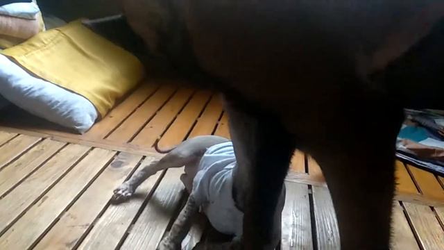 Belgian Malinois and  Xoloitzcuintli смотреть онлайн