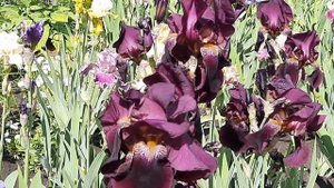 ВЕЛИКОЛЕПИЕ ИРИСОВ. ОБЗОР ЦВЕТЕНИЯ ЧАСТЬ2.