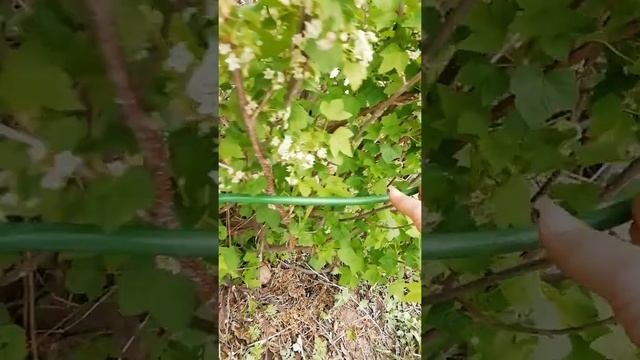 Лёгкая подпорка под кусты