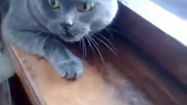 Самый злой кот в мире! смотреть онлайн