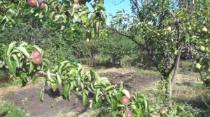 Обрезка груши, как болваны борются с волчками.