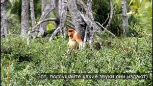НОСАЧ или КАХАУ - обезьянки с длинным НОСОМ / SCIENCE BOX