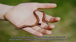 К чему снятся черви по соннику