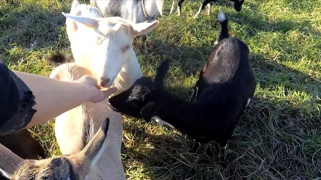 Дрова... и козы) смотреть онлайн