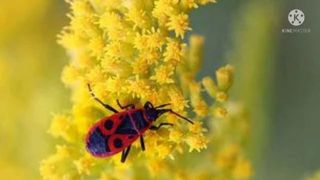 Стихотворение для детей про животных и насекомых ( про мышку,улитку,красноклопа и бронзовка) смотреть онлайн