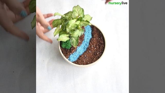 Minature Garden - DIY River Crossing Ducklings | nurserylive смотреть онлайн