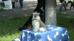 Китайская хохлатая собачка пуховичка.