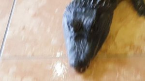 Кормим крокодила