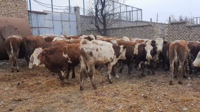 Букачахои Сементал Оригинал. дар шахри Хучанд. ???