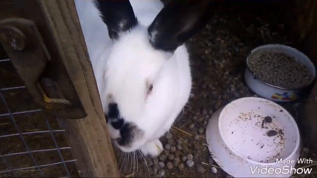 Конкурс׃ Видео № 13 от канала ЛПХ Русский Кролик смотреть онлайн