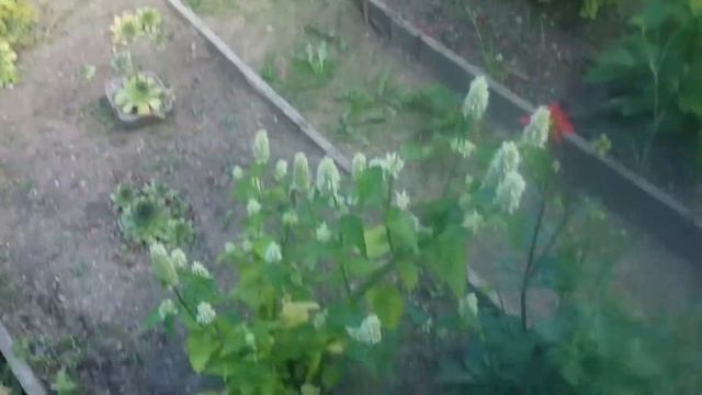 лечебное растение лофант тибетский смотреть онлайн