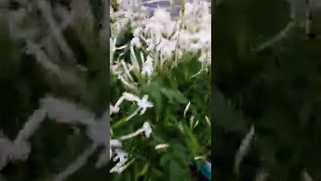 комнатный цветок Жасмин смотреть онлайн