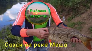 Сазаны на реке Меша! (Carp on the Mesha River)