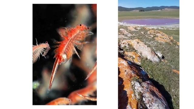 Почему озеро в Тажеранах Розовое? смотреть онлайн