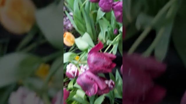 Выставка тюльпанов.