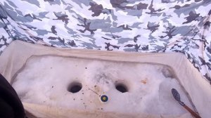 В конце января 2024г на Березовском водохранилище полное глухозимье.За 6 часов рыбалки 15 поклевок!