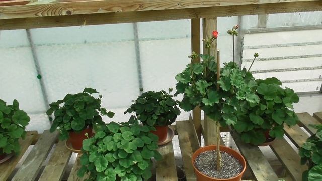 The Return of Mr Pelargonium смотреть онлайн