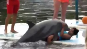  Дельфины заигрывают с девушками