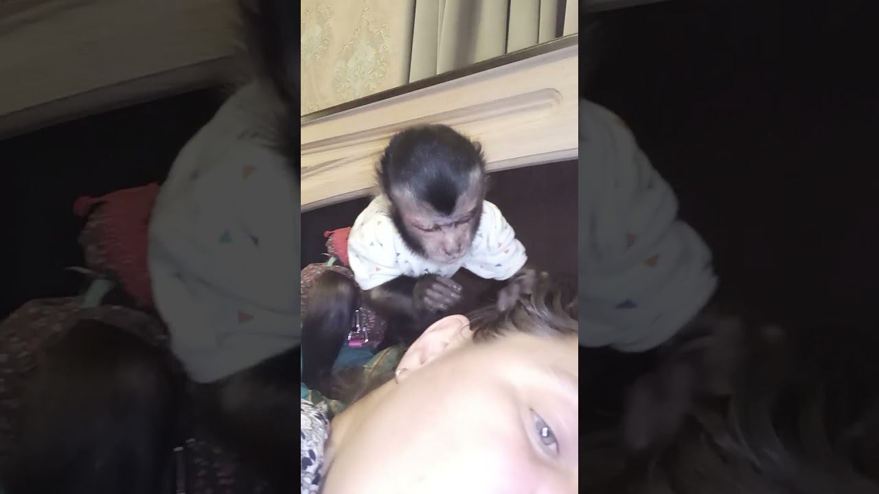 любимка наша #monkey #животные #pets #прикол #обезьяна #animals #babymonkey #cute #zoo #capuchin