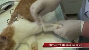 Постановка внутривенного катетера животным