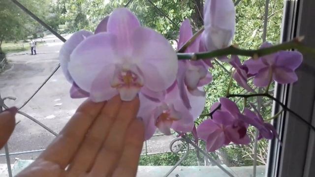 42. Рукодельный отчёт за май 2019 - процессы, покупки, ОРХИДЕИ. смотреть онлайн