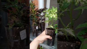 #Колеусы все сорта с названиями. #Кто знает названия пишите в комментариях.
