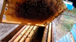 БЕЗМАТОЧНАЯ СЕМЬЯ ПЧЁЛ В ОКТЯБРЕ, СПАСАЕМ ПОДСЕЛЕНИЕМ! РАБОТЫ НА ПАСЕКЕ, НЕПРЕДВИДЕННАЯ СИТУАЦИЯ!