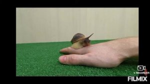 Всё об уходе и содержании улитки Ахатины