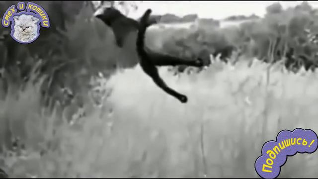 Сова И Кот - Друзья По Жизни смотреть онлайн