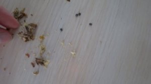 Молочай беложильчатый. Размножение.