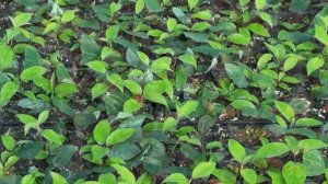 Реалити-шоу «Будни начинающего питомниковода» – Черенкование. Часть 16.