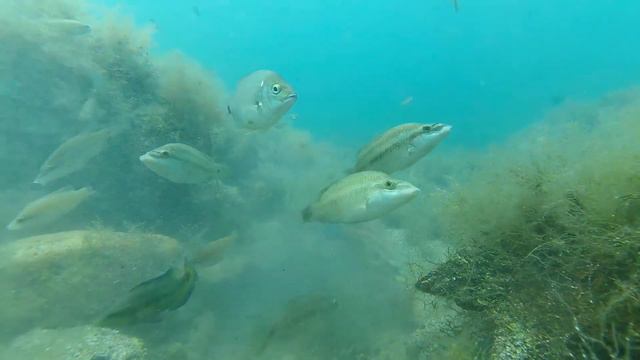 Рыбы Черного моря смотреть онлайн