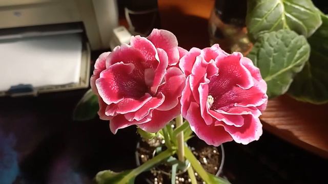 Глоксинии зацвели!!! смотреть онлайн