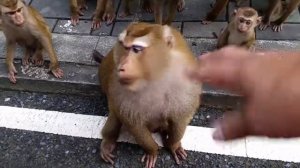 Обезьянки Пхукета.Гора обезьян (Monkey Hill / Khao Toe Sae)