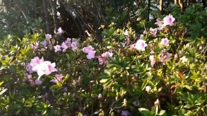 Victoria Peak Garden Hongkong