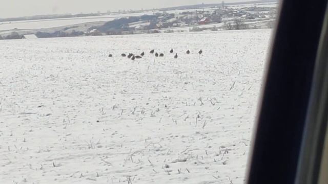 Стая куропаток зимой. смотреть онлайн