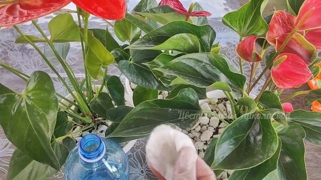 1 Таблетка Под Любой Домашний Цветок И Цветы Оживут, позеленеют и пышно зацветут! смотреть онлайн