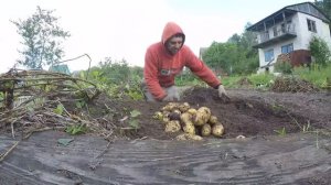 Сорт-Американка.Урожай картофеля с сотки земли.Посадка по Митлайдеру. 2 мешка картошки с 10 метров.