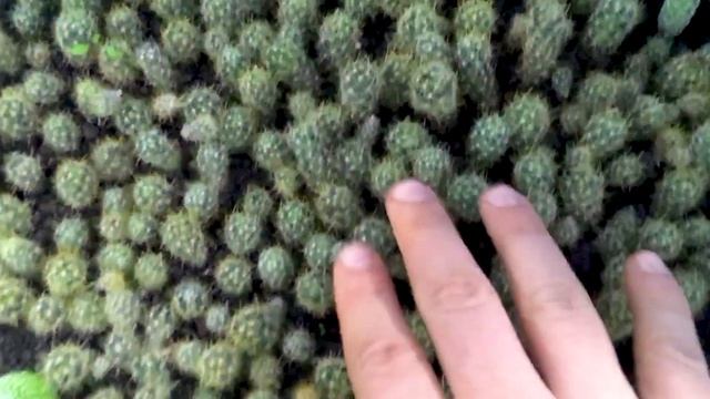 Уход за кактусами и суккулентами. Что делать с грибами и сорняками? смотреть онлайн