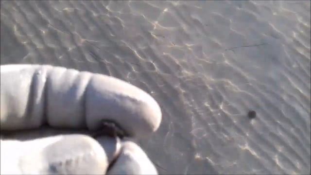 Пляжный коп на суше и в воде! Металлоискатели барахлят... смотреть онлайн