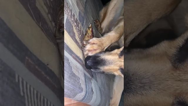 Голова утки содержит Омега-3 и Омега-6 и это очень полезно для собак #лакомствадлясобак #утка#собак смотреть онлайн