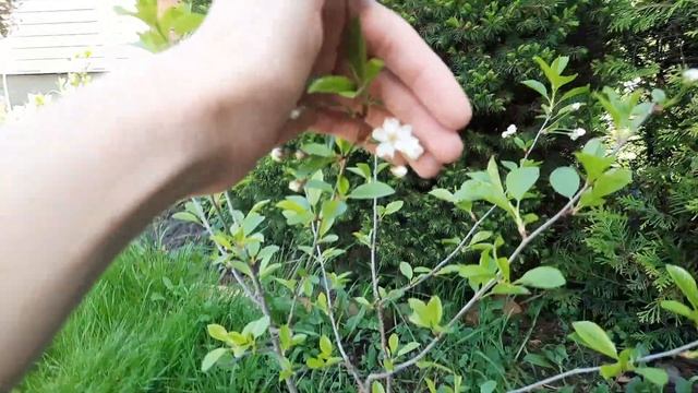 Бонсай из вишни. Цветение. смотреть онлайн