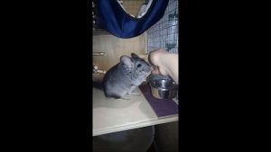 Шиншилла кусается / что за зверь такой ШИНШИЛЛА?