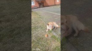 Собаки делят курицу.mp4