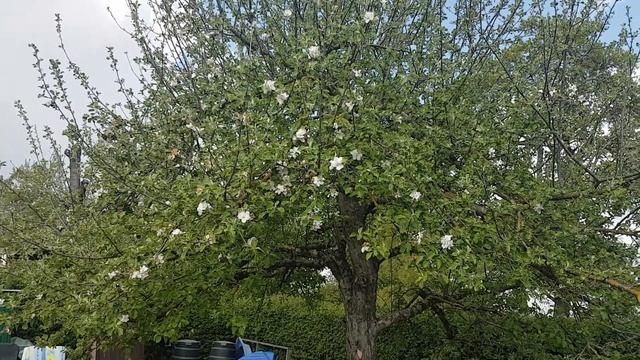 2020,109#Немецкий муж жарит мясо#Семья отдыхает на даче#Family resting in the country frying meat# смотреть онлайн